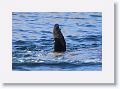 Day2-AM-LasAnimas - 20 * California Sea Lions regulating body temperature by raising a flipper out of the water. * California Sea Lions regulating body temperature by raising a flipper out of the water.